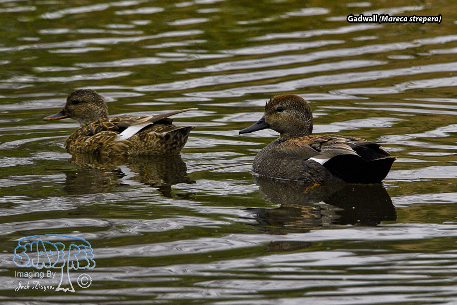 Gadwall - Mareca strepera