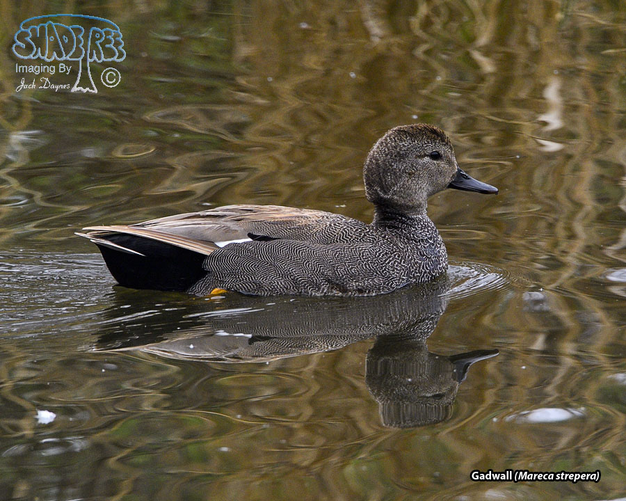 Gadwall - Mareca strepera