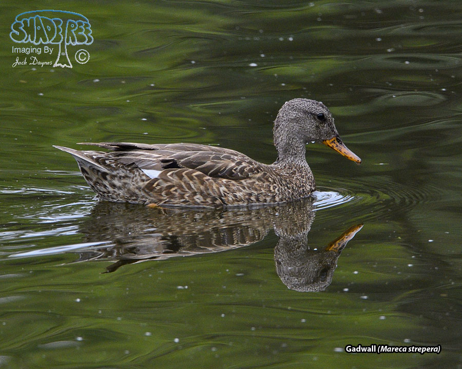 Gadwall - Mareca strepera