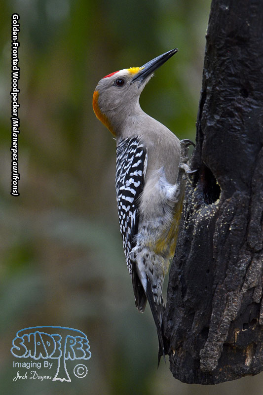 Golden-Fronted Woodpecker - Melanerpes aurifrons