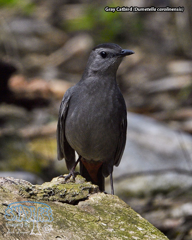 Gray Catbird - Dumetella carolinensis