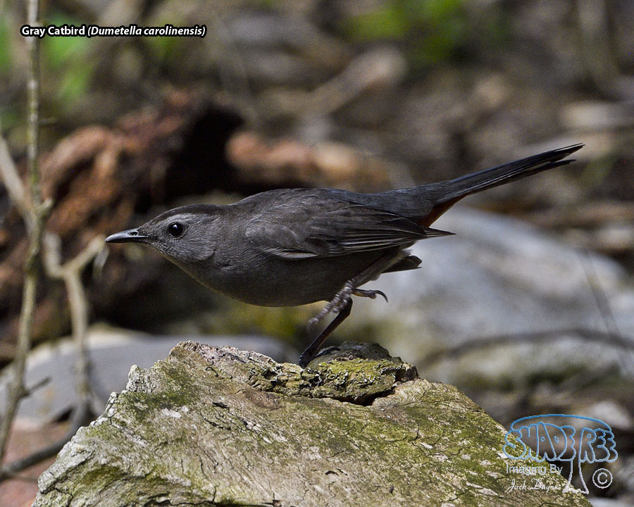 Gray Catbird - Dumetella carolinensis