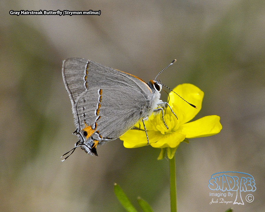 Gray Hairstreak - Strymon melinus