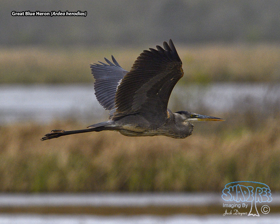 Great Blue Heron - Ardea herodias