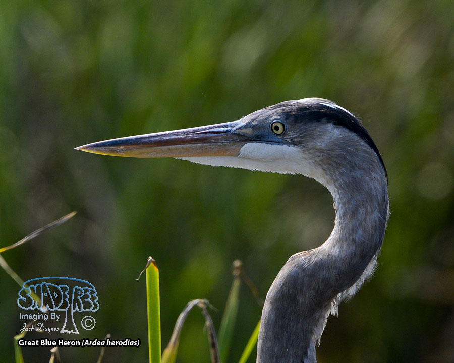 Great Blue Heron - Ardea herodias