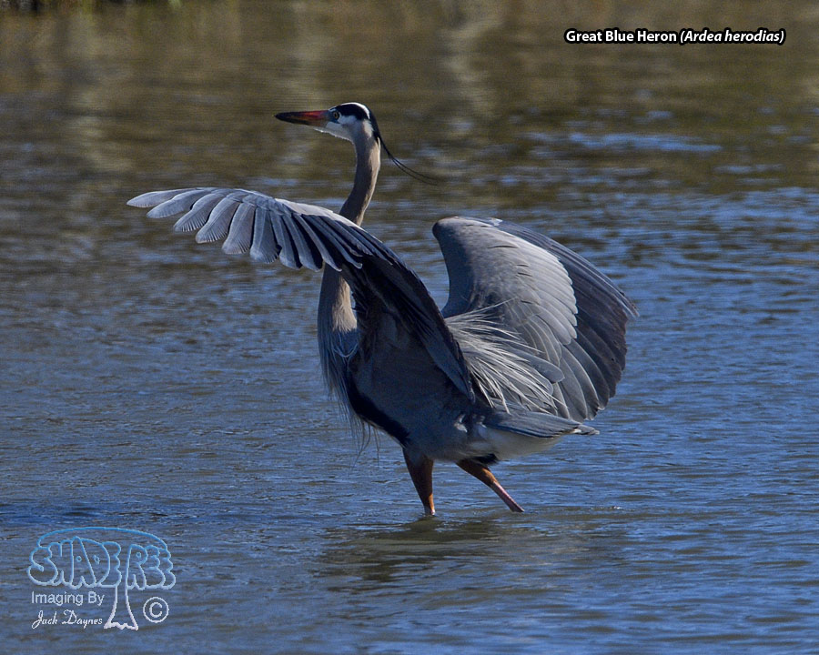 Great Blue Heron - Ardea herodias