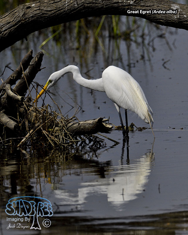 Great Egret - Ardea alba