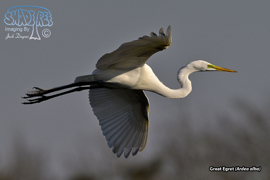 Great Egret - Ardea alba
