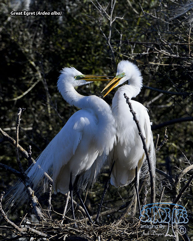 Great Egret - Ardea alba