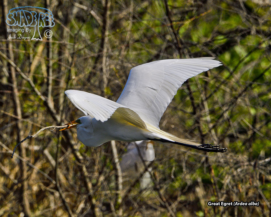 Great Egret - Ardea alba