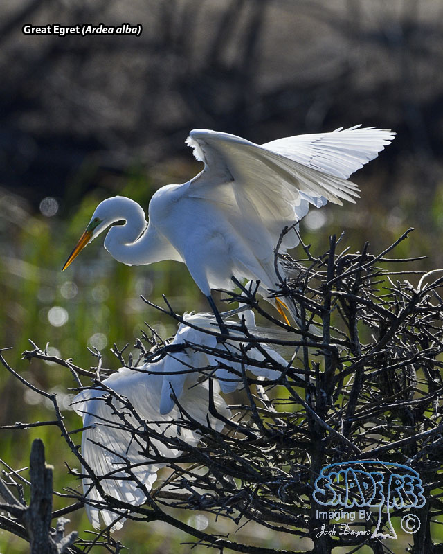 Great Egret - Ardea alba