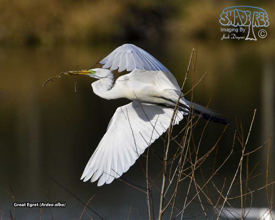 Great Egret - Ardea alba