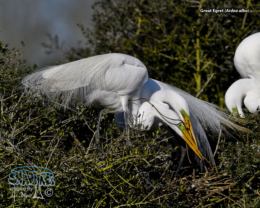 Great Egret - Ardea alba