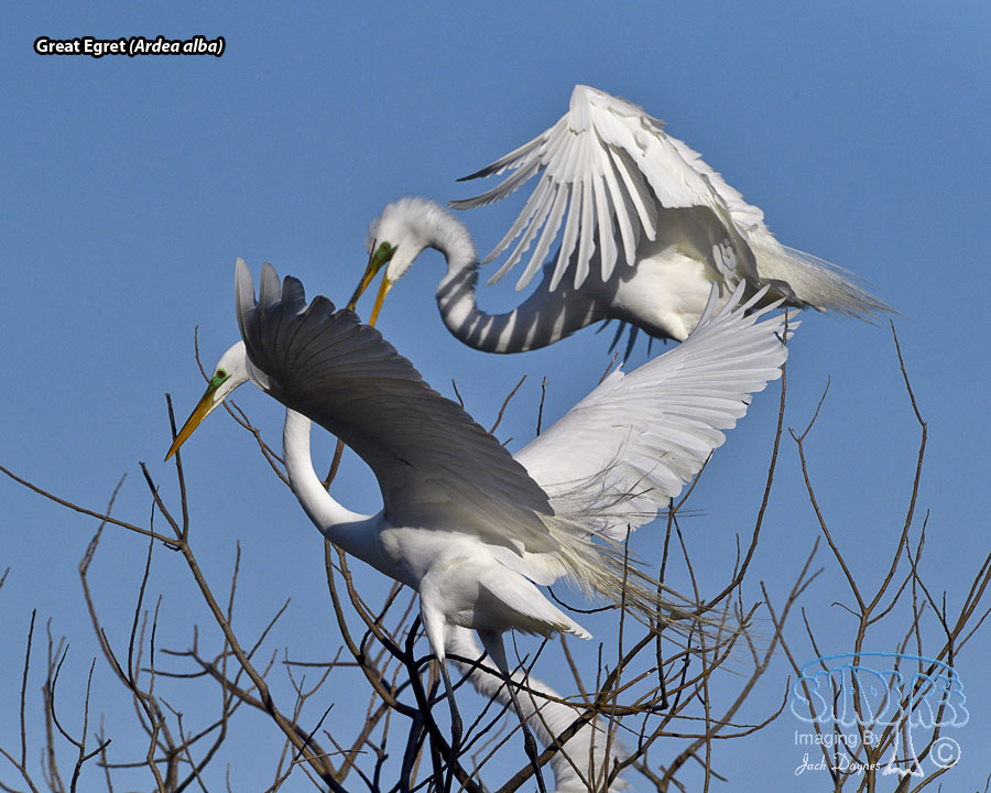 Great Egret - Ardea alba
