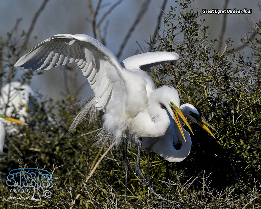 Great Egret - Ardea alba