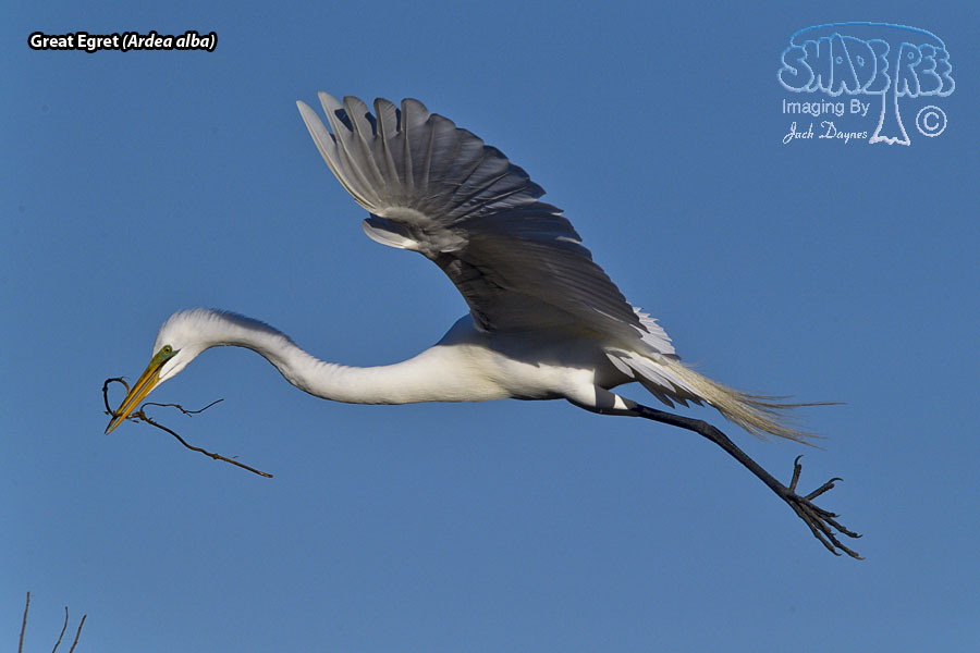 Great Egret - Ardea alba