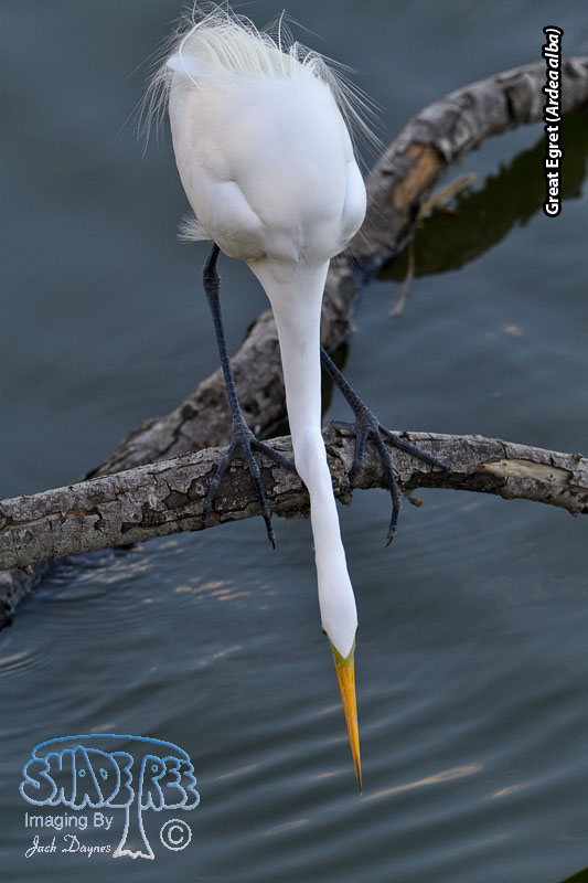 Great Egret - Ardea alba