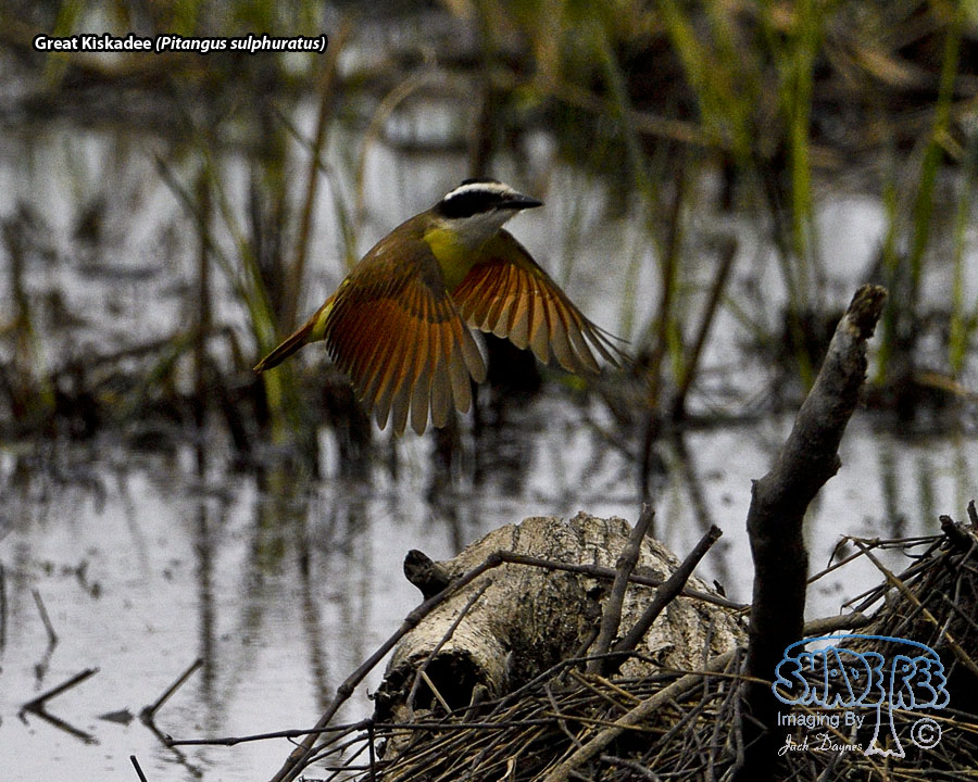 Great Kiskadee - Pitangus sulphuratus