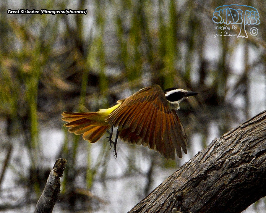 Great Kiskadee - Pitangus sulphuratus