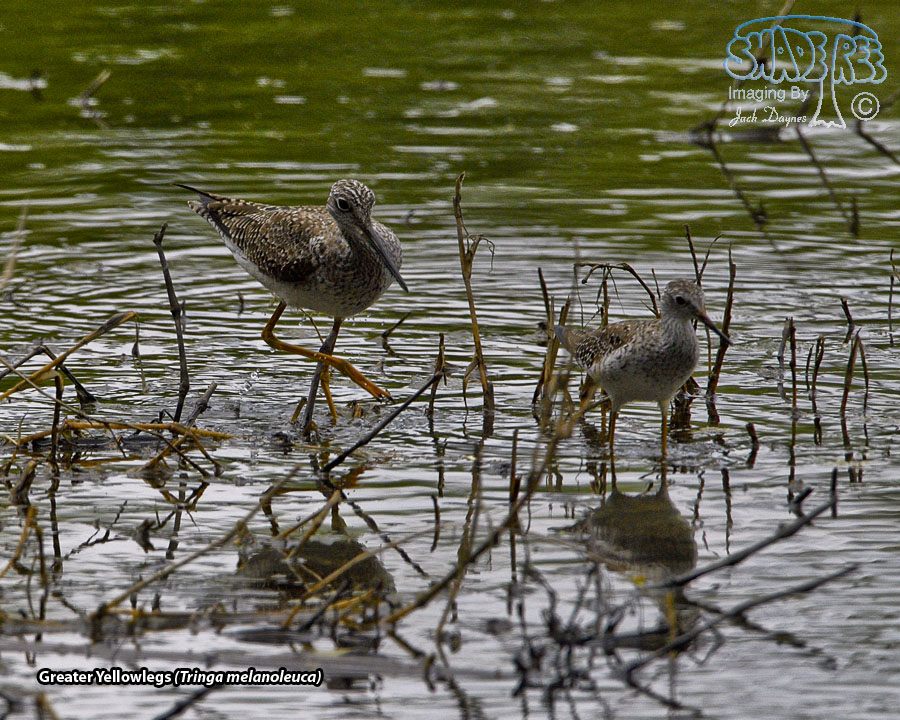 Greater Yellowlegs - Tringa melanoleuca