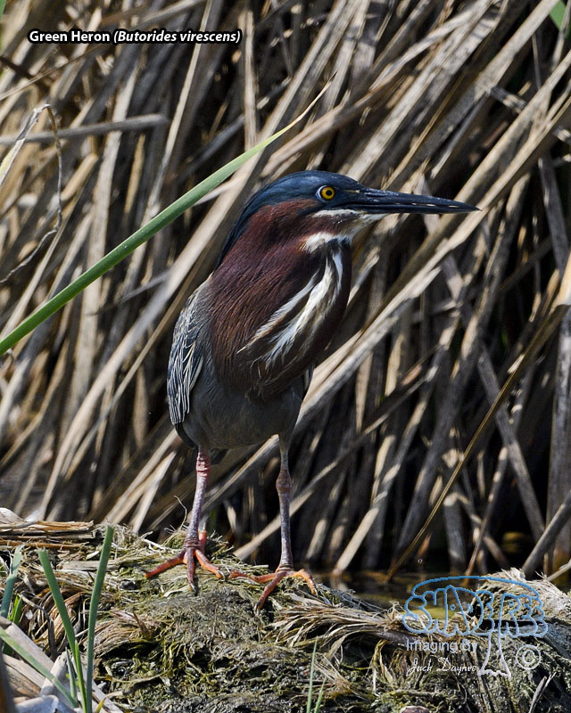 Green Heron - Butorides virescens