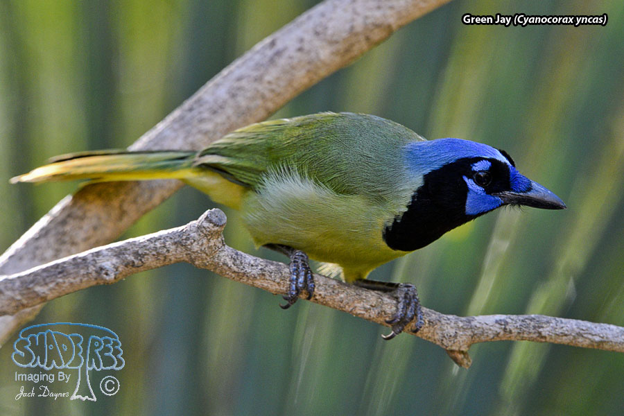 Green Jay - Cyanocorax yncas