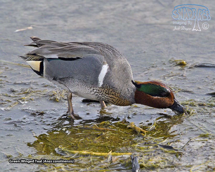 Green-Winged Teal - Anas carolinensis