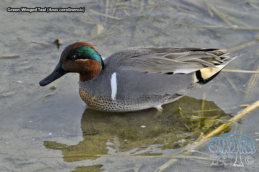 Green-Winged Teal - Anas carolinensis