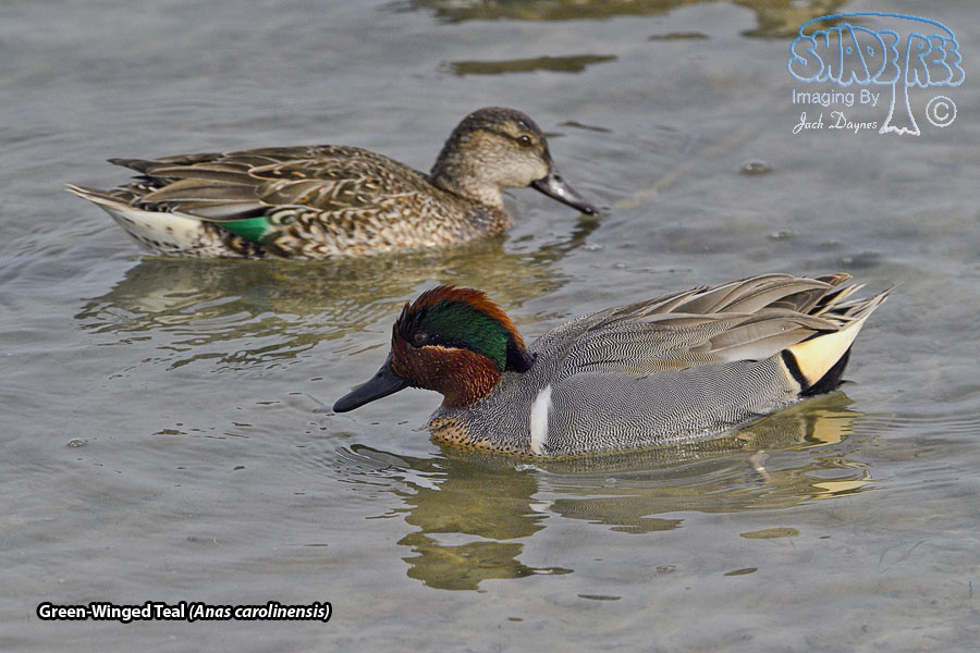 Green-Winged Teal - Anas carolinensis