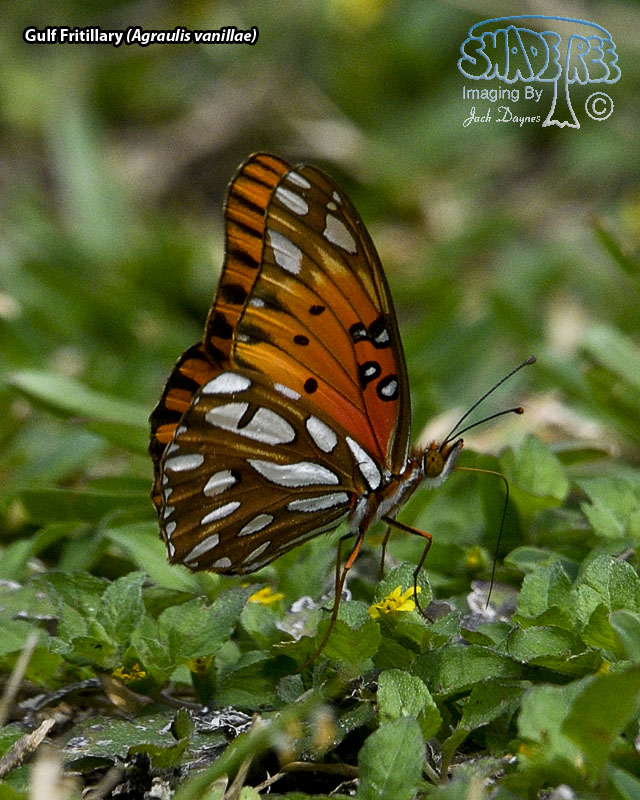 Gulf Fritillary - Agraulis vanillae
