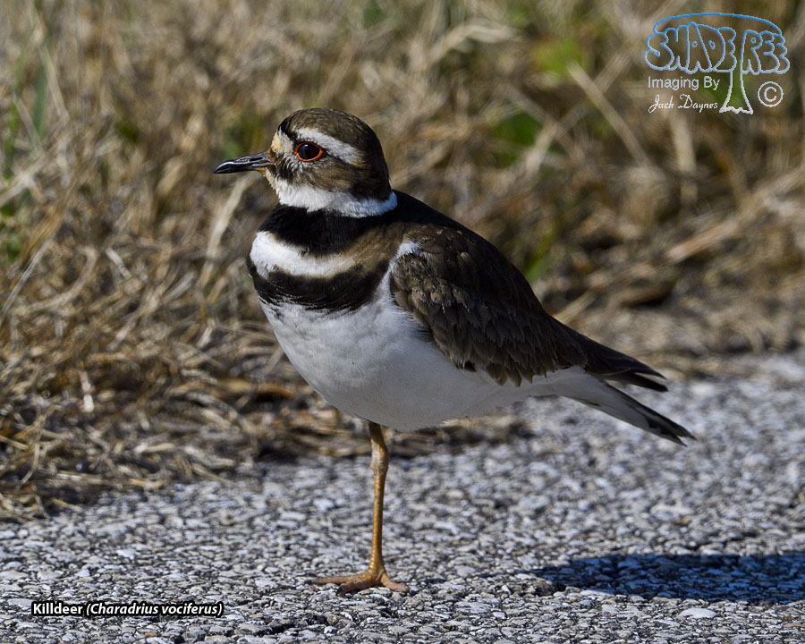 Killdeer - Charadrius vociferus