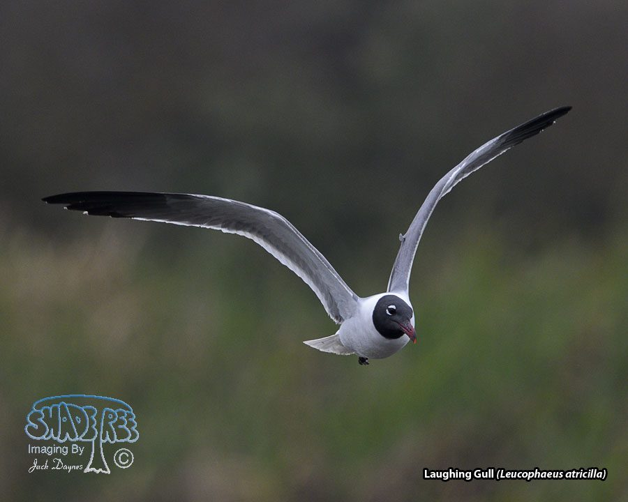 Laughing Gull - Leucophaeus atricilla
