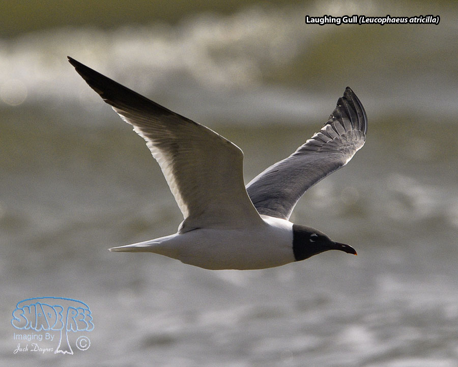 Laughing Gull - Leucophaeus atricilla