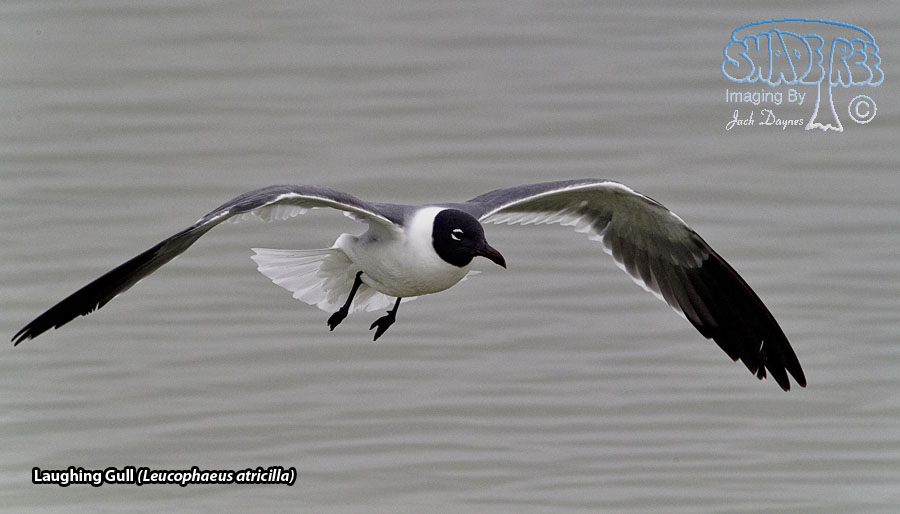 Laughing Gull - Leucophaeus atricilla