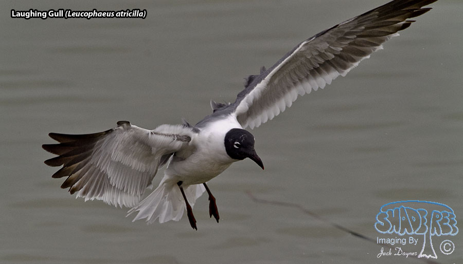 Laughing Gull - Leucophaeus atricilla