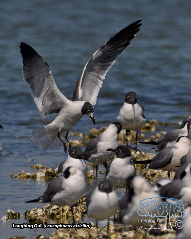 Laughing Gull - Leucophaeus atricilla