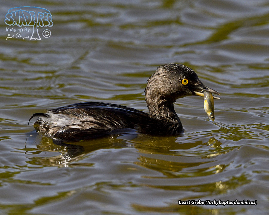 Least Grebe - Tachybaptus dominicus