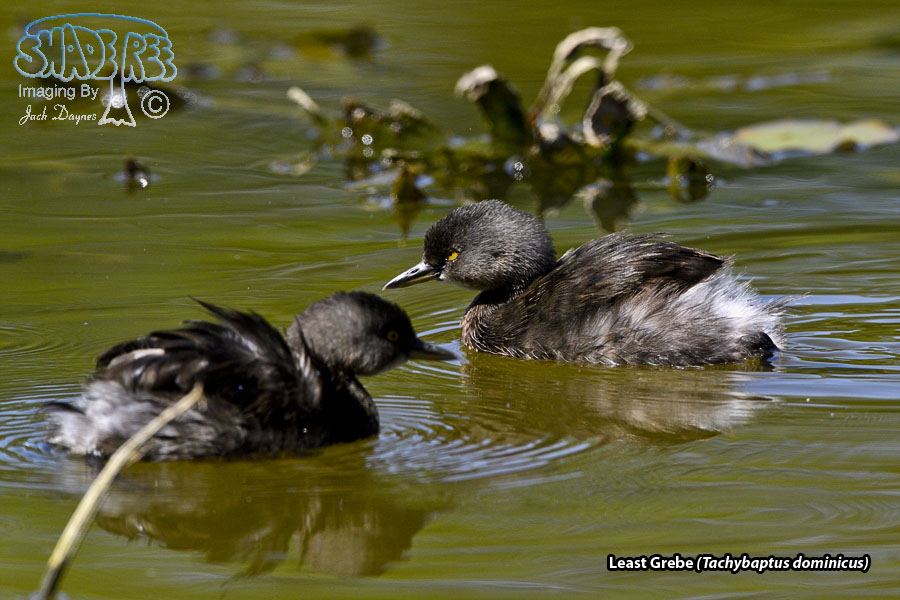 Least Grebe - Tachybaptus dominicus