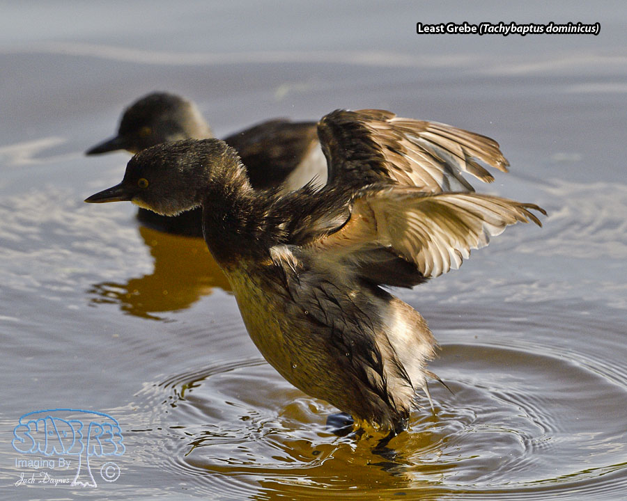 Least Grebe - Tachybaptus dominicus