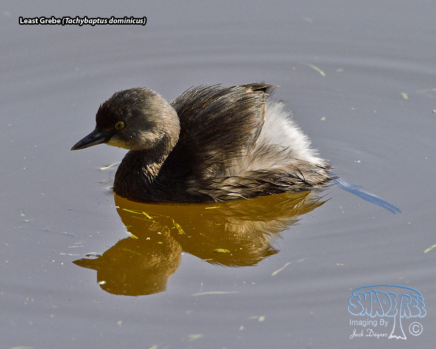 Least Grebe - Tachybaptus dominicus