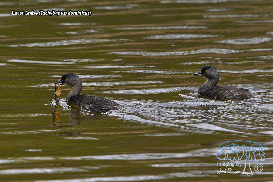 Least Grebe - Tachybaptus dominicus