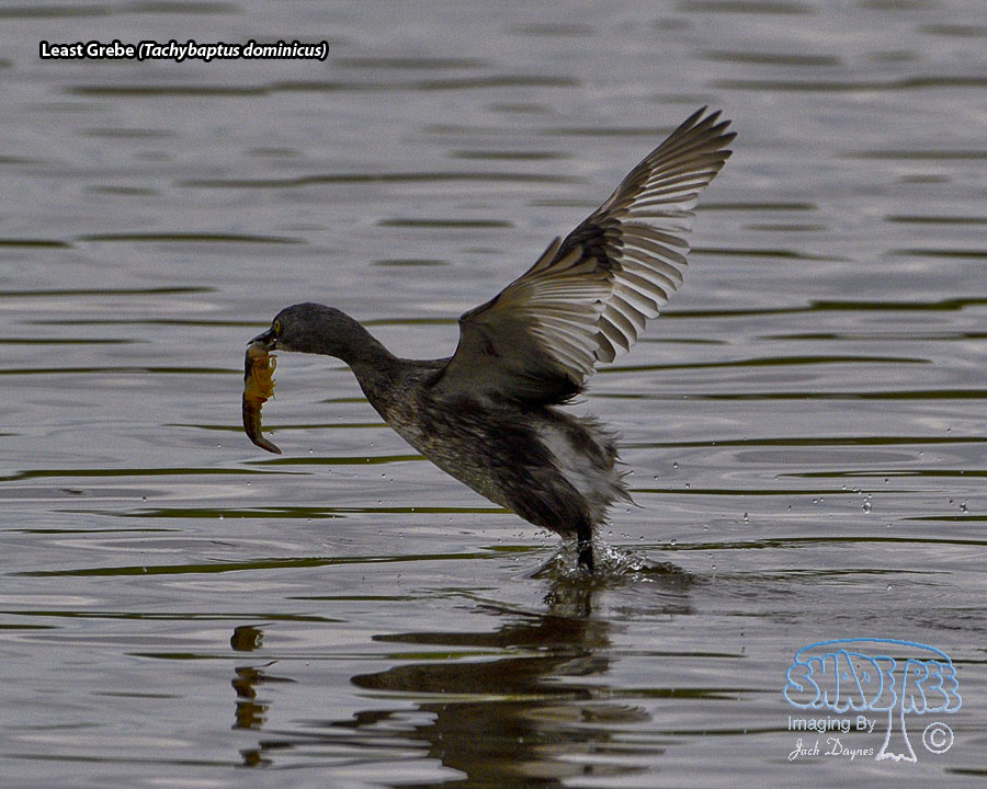 Least Grebe - Tachybaptus dominicus