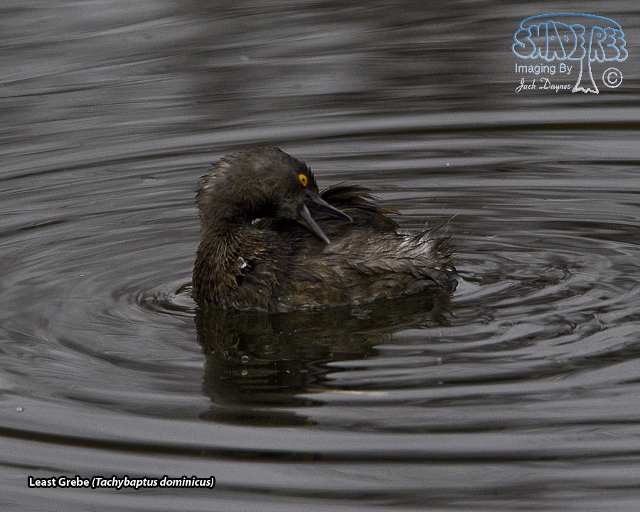 Least Grebe - Tachybaptus dominicus