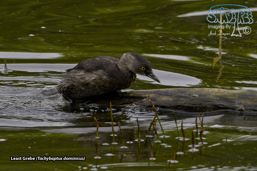 Least Grebe - Tachybaptus dominicus