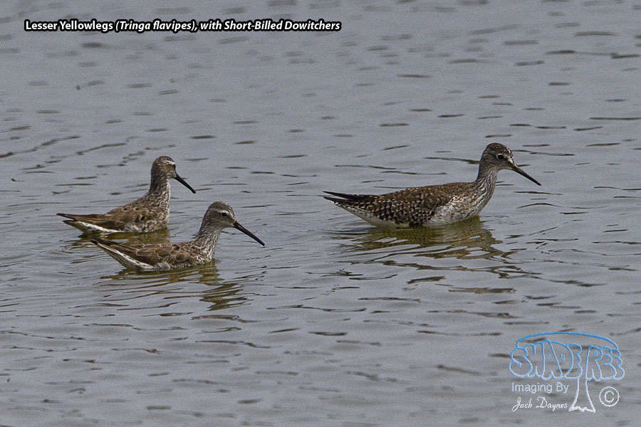 Lesser Yellowlegs - Tringa flavipes