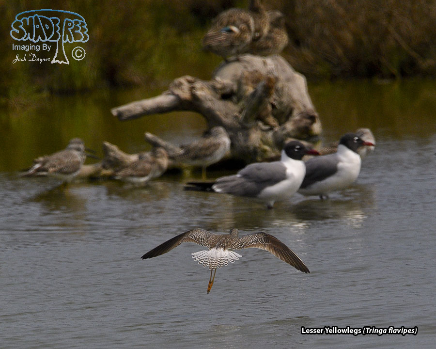 Lesser Yellowlegs - Tringa flavipes