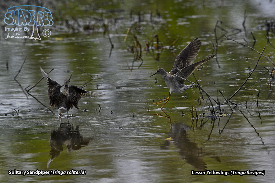 Lesser Yellowlegs - Tringa flavipes