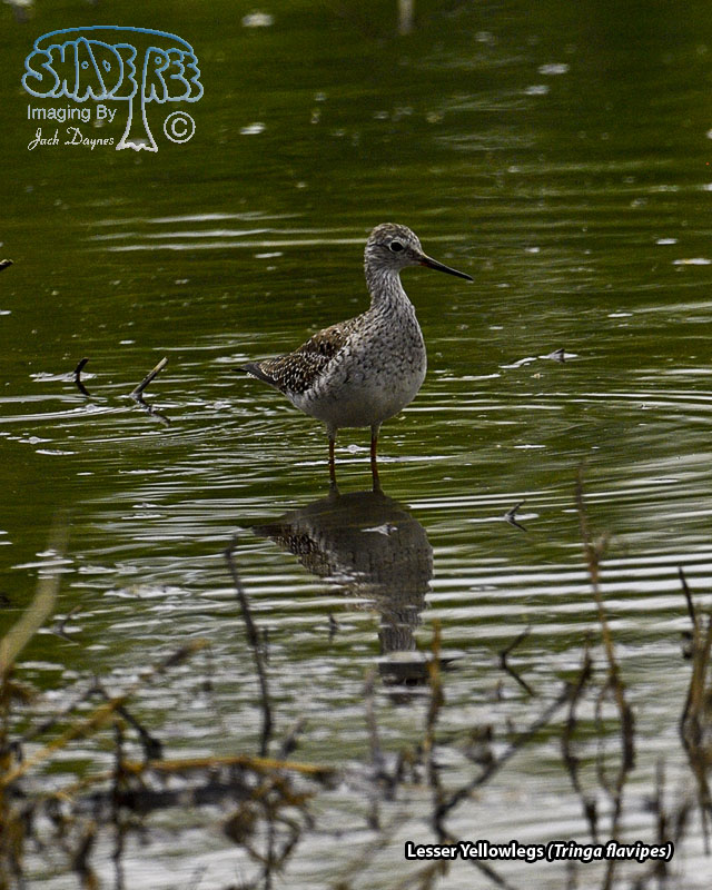 Lesser Yellowlegs - Tringa flavipes