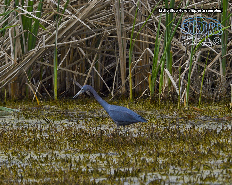 Little Blue Heron - Egretta caerulea
