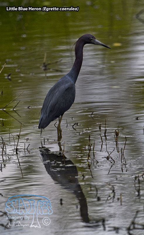 Little Blue Heron - Egretta caerulea